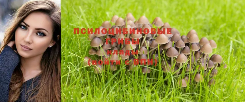 купить наркоту  mega сайт  Галлюциногенные грибы Magic Shrooms  Вихоревка 